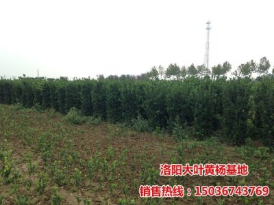 �ļ�����ı������S��